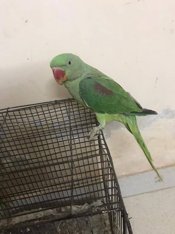 Raw parrot for sale 0