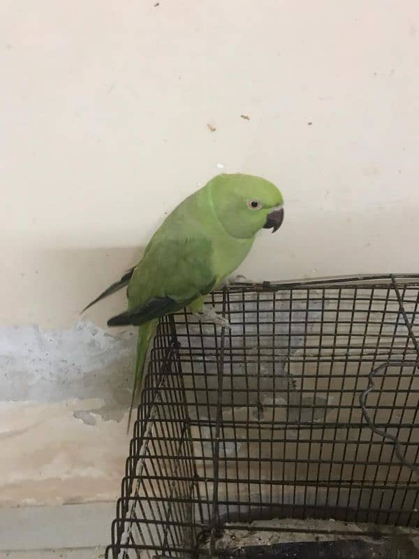 Raw parrot for sale 1