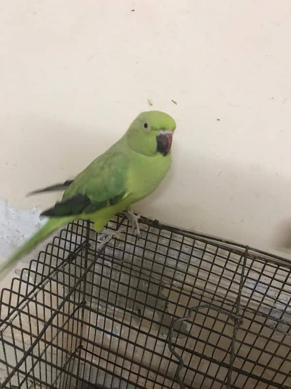 Raw parrot for sale 2