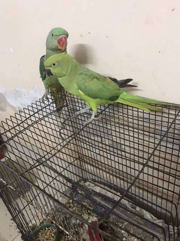 Raw parrot for sale 3