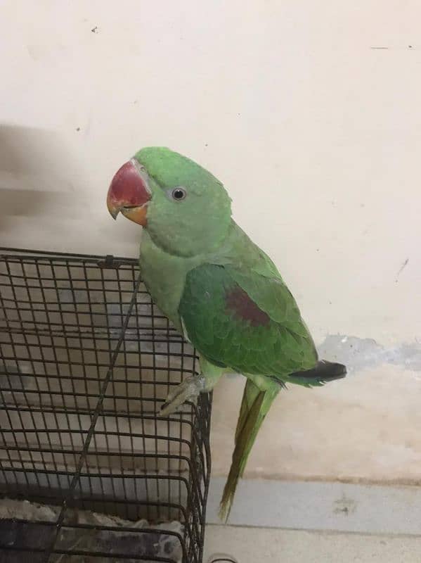 Raw parrot for sale 4