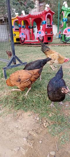 Aseel Cross breed yound pair