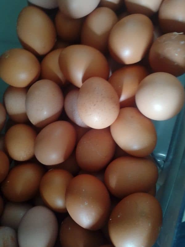 Brown Eggs Available 0