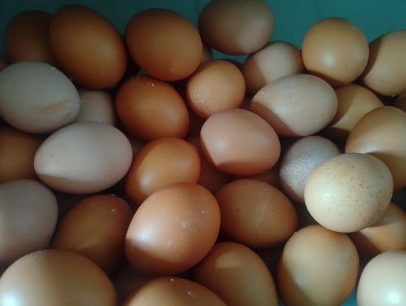 Brown Eggs Available 1