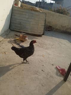 aseel cross hen