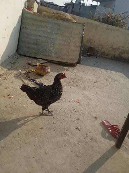 aseel cross hen 0