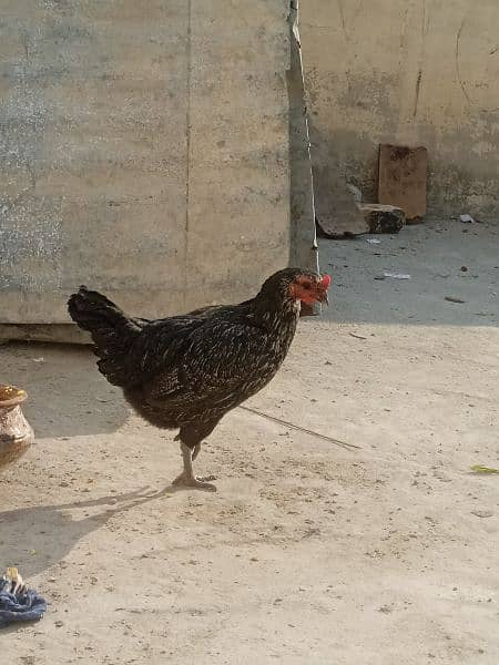 aseel cross hen 2