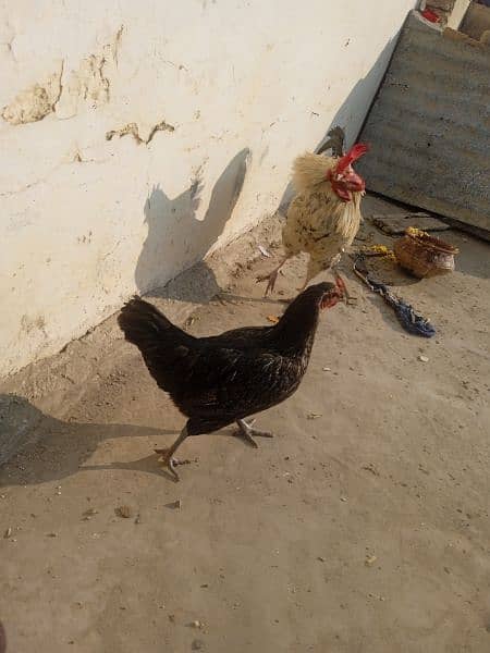 aseel cross hen 4