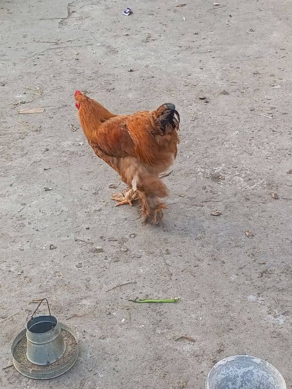 egg laying golden buff golden misri for sale 0