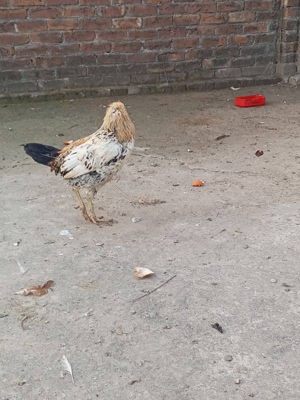 egg laying golden buff golden misri for sale 1