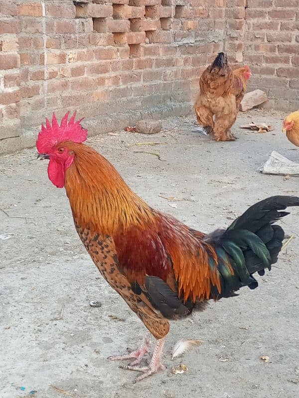 egg laying golden buff golden misri for sale 2