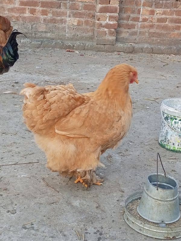 egg laying golden buff golden misri for sale 3