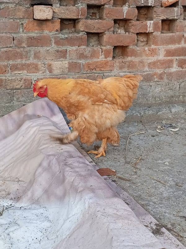 egg laying golden buff golden misri for sale 5