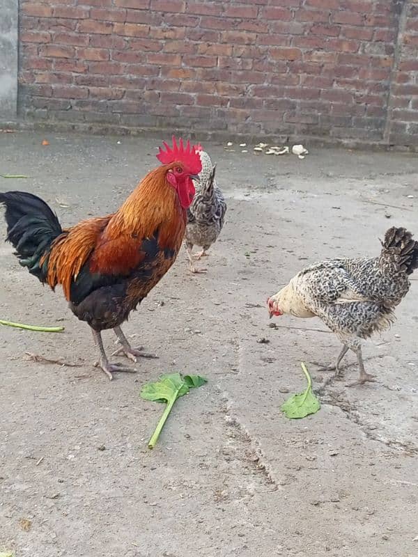 egg laying golden buff golden misri for sale 6