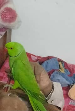 parrot for sale