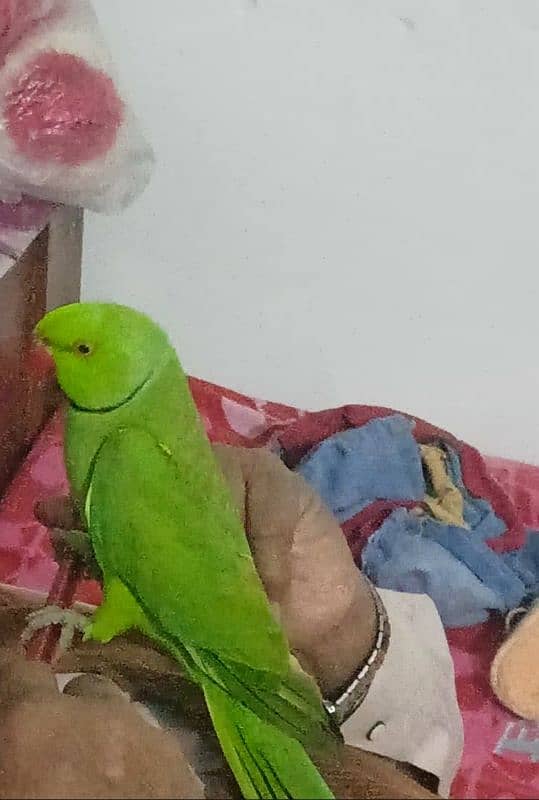 parrot for sale 0