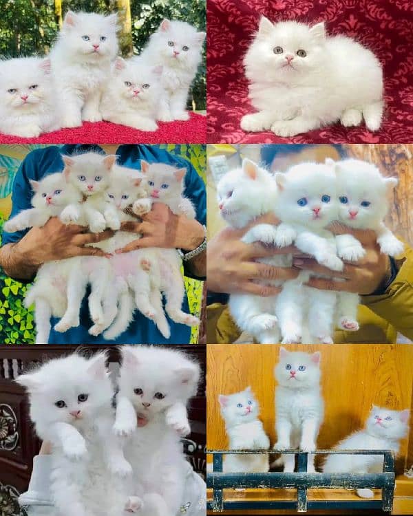 Persian Cat | kittens | male | female | fancy | Pair| baby Cat(⁠^⁠^⁠) 0