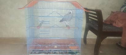 gray parrot cage