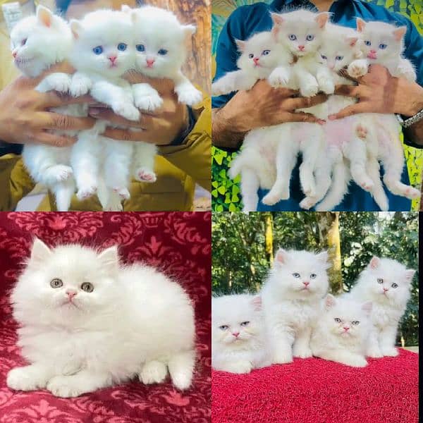 Cat Persian| kittens | male | female | Pair| baby Cat :⁠-⁠* 0