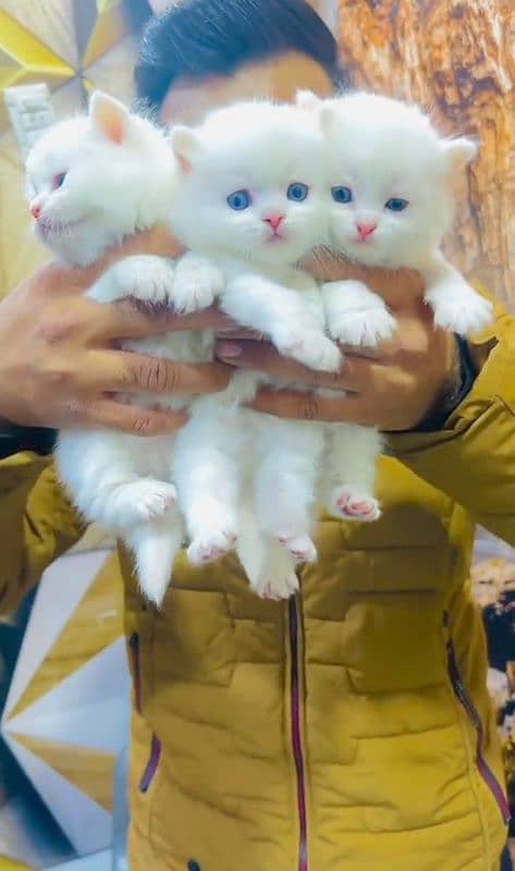 Persian kittens | male | female | fancy Cat| Pair| baby Cat>⁠. ⁠< 0