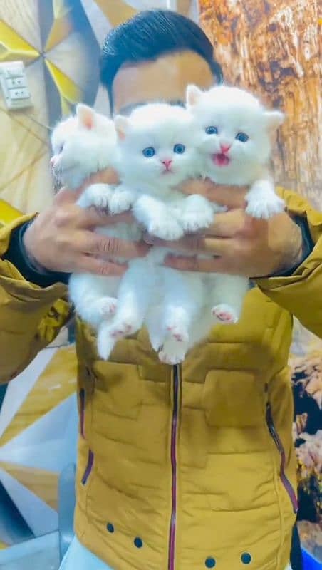 Persian kittens | male | female | fancy Cat| Pair| baby Cat>⁠. ⁠< 1