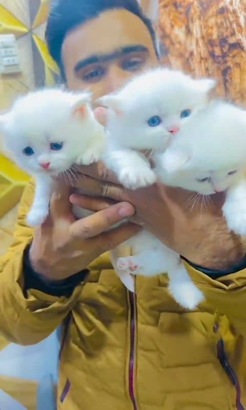 Persian kittens | male | female | fancy Cat| Pair| baby Cat>⁠. ⁠< 2