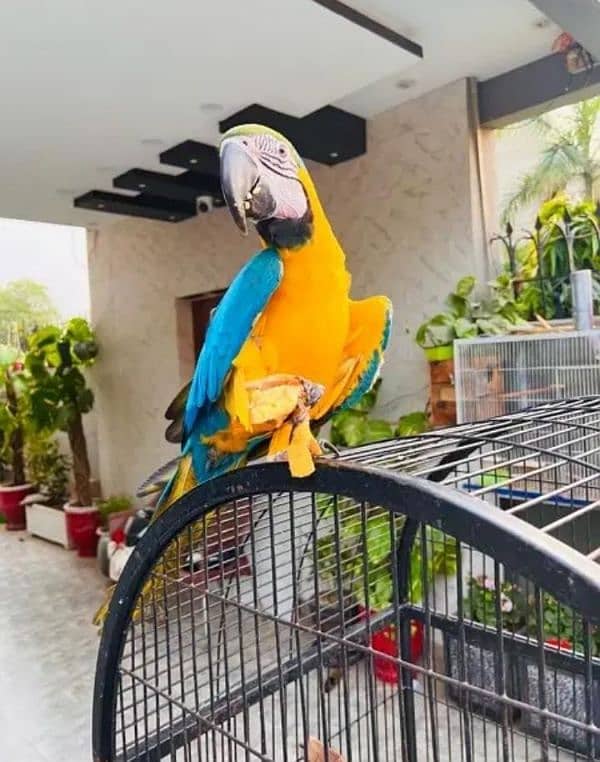 blue Macau parrot chicks for sale 0328=299=4041 1