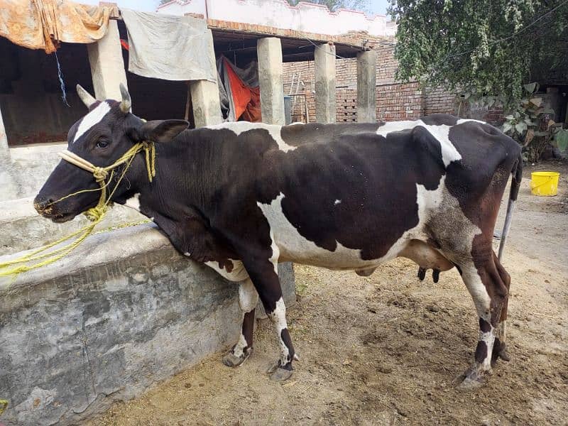 Cow 10 Leter milk with Bachra 0