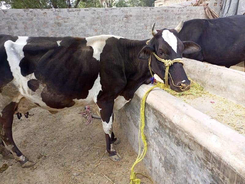 Cow 10 Leter milk with Bachra 2