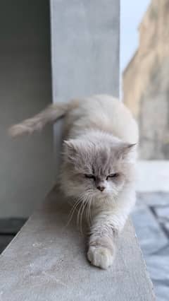 Persian cat