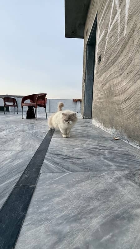 Persian cat 1