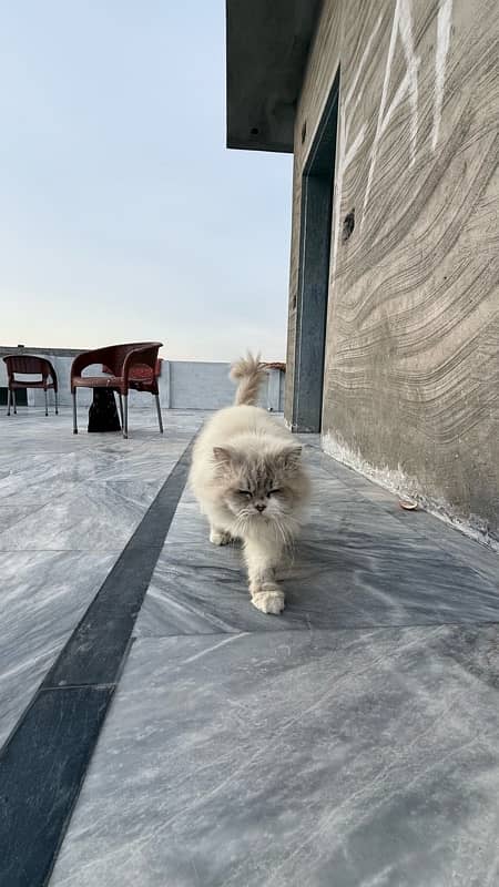 Persian cat 3