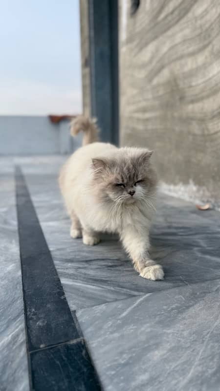 Persian cat 4