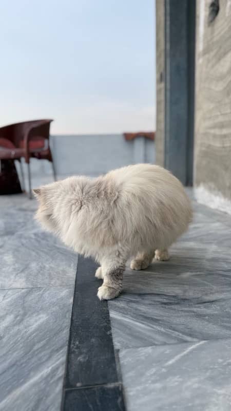 Persian cat 5