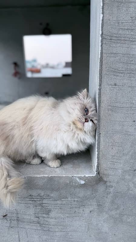 Persian cat 6