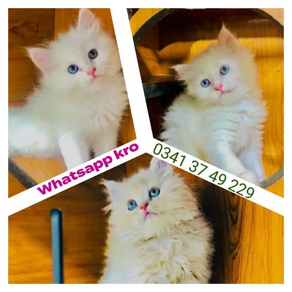 Persian kittens | male | female | fancy Cat| Pair| baby Cat :⁠‑⁠X 0