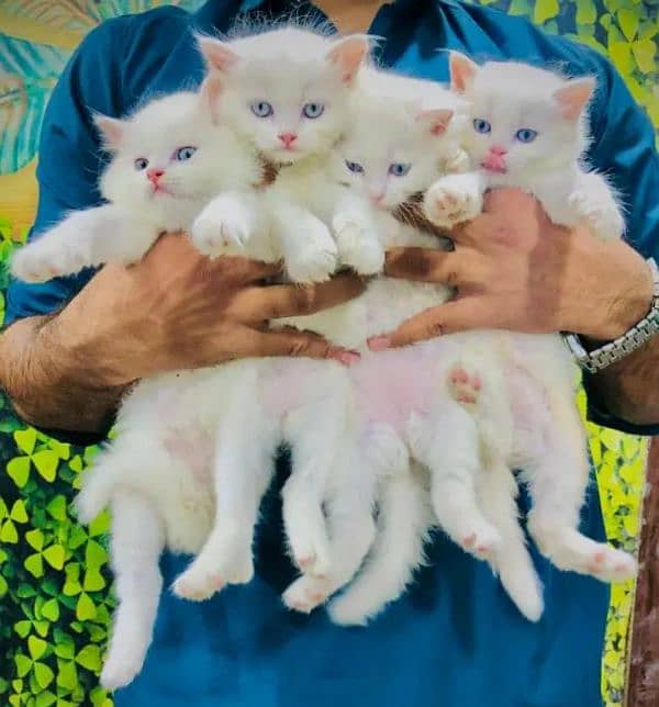 Persian kittens | male | female | fancy Cat| Pair| baby Cat 0