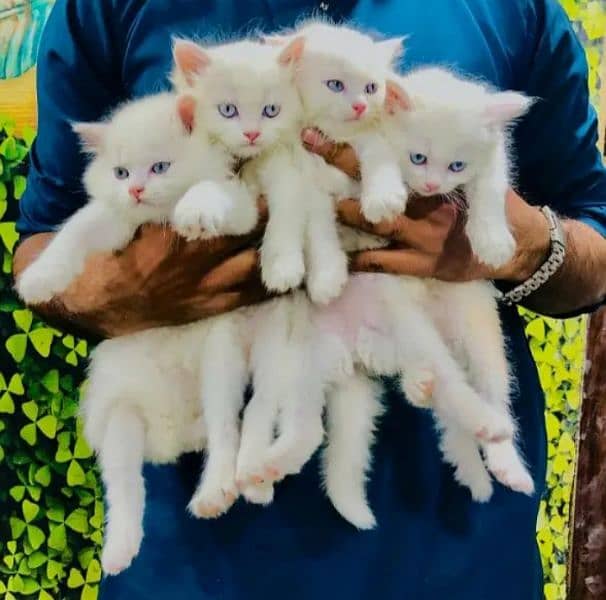 Persian kittens | male | female | fancy Cat| Pair| baby Cat 1