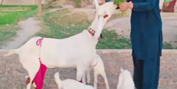 Desi Bakri 3 bacchon ke sath For sale WhatsApp on 0370,4815,728