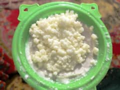 Milk kefir grains