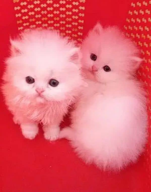 Cat Persian kittens | male | female | fancy Cat| Pair| baby Cat 0