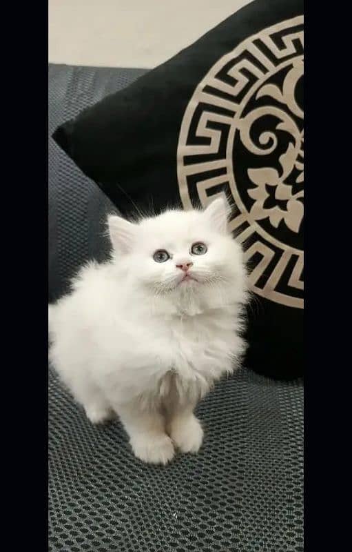 Cat Persian kittens | male | female | fancy Cat| Pair| baby Cat 1