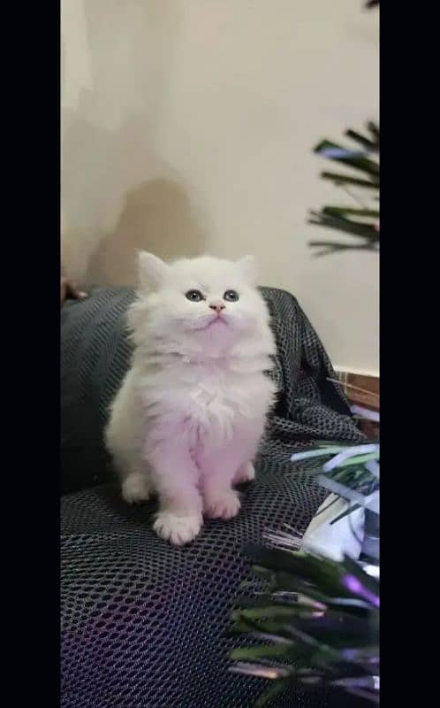 Cat Persian kittens | male | female | fancy Cat| Pair| baby Cat 2