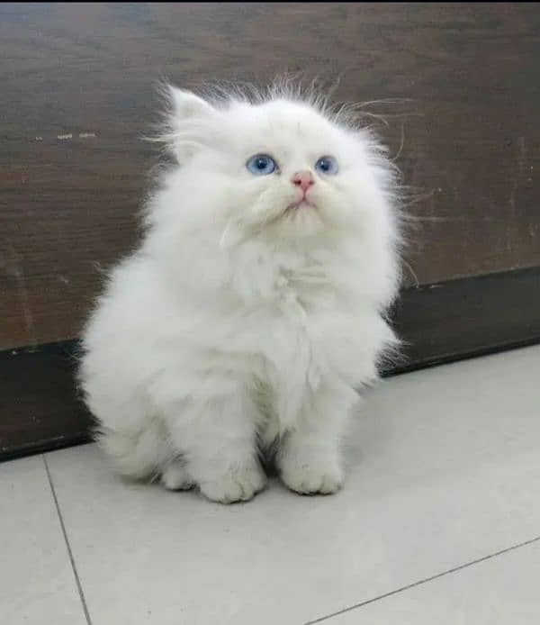 Cat Persian kittens | male | female | fancy Cat| Pair| baby Cat 3