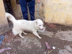 Russian female dog for sale