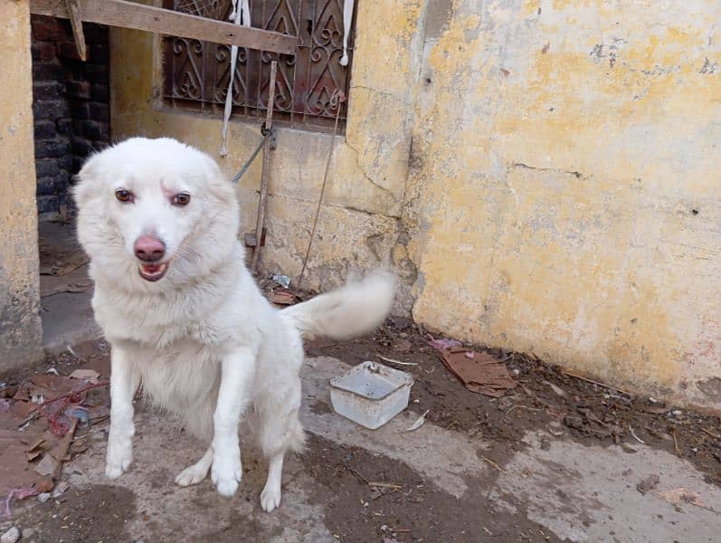 Russian female dog for sale 2