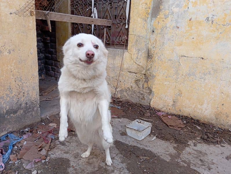 Russian female dog for sale 3