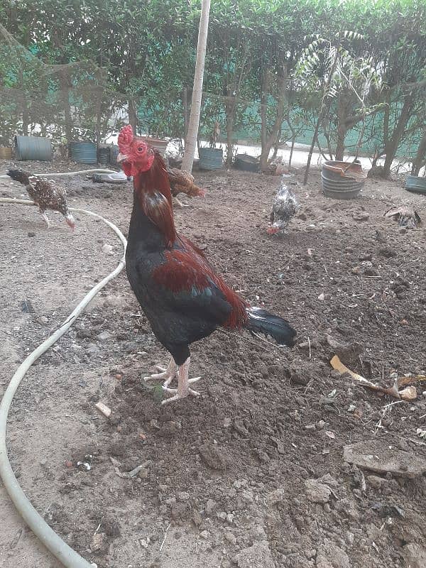 aseel hens 0