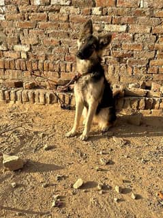 German shepherd female for sale