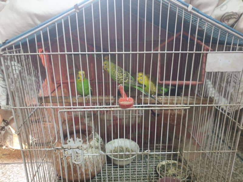 Australian budgies 0